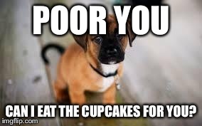 Cute dog | POOR YOU CAN I EAT THE CUPCAKES FOR YOU? | image tagged in cute dog | made w/ Imgflip meme maker
