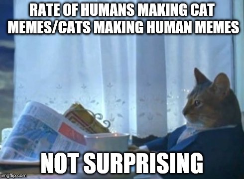 I Should Buy A Boat Cat Meme | RATE OF HUMANS MAKING CAT MEMES/CATS MAKING HUMAN MEMES NOT SURPRISING | image tagged in memes,i should buy a boat cat | made w/ Imgflip meme maker