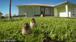 How owls dance  | image tagged in gifs,owls,dancing,cuteness | made w/ Imgflip video-to-gif maker