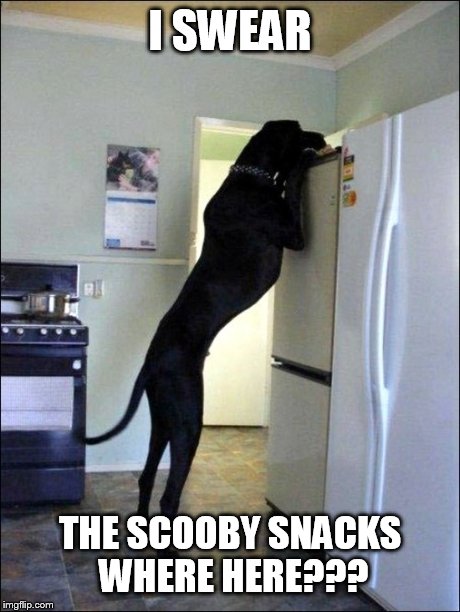 I SWEAR THE SCOOBY SNACKS WHERE HERE??? | image tagged in dogs,funny memes,scooby doo,good morning,cats,animals | made w/ Imgflip meme maker