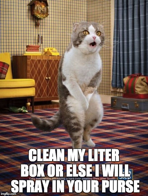 Gotta Go Cat | CLEAN MY LITER BOX OR ELSE I WILL SPRAY IN YOUR PURSE | image tagged in memes,gotta go cat,pee | made w/ Imgflip meme maker