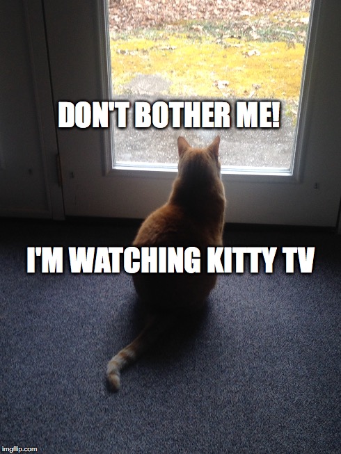 Kitty TV | DON'T BOTHER ME! I'M WATCHING KITTY TV | image tagged in cat,impatient kitty,kitty | made w/ Imgflip meme maker