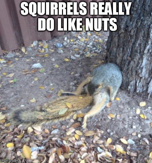 squirrel nuts | SQUIRRELS REALLY DO LIKE NUTS | image tagged in squirrel,nuts,animals | made w/ Imgflip meme maker