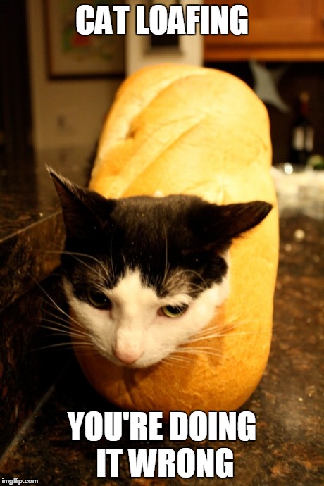 Cat Loafing You're Doing it Wrong | CAT LOAFING YOU'RE DOING IT WRONG | image tagged in cats,funny cats | made w/ Imgflip meme maker