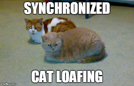 Synchronized Cat Loafing | SYNCHRONIZED CAT LOAFING | image tagged in cats,funny cats | made w/ Imgflip meme maker