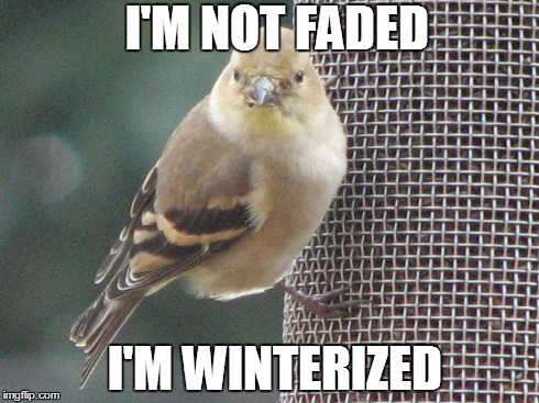 I'M NOT FADED I'M WINTERIZED | image tagged in birds | made w/ Imgflip meme maker