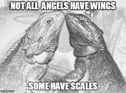 NOT ALL  ANGELS HAVE WINGS SOME HAVE SCALES | image tagged in bearded dragons | made w/ Imgflip meme maker