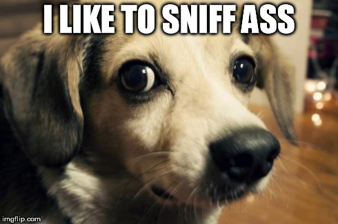 I LIKE TO SNIFF ASS | image tagged in ass dog | made w/ Imgflip meme maker