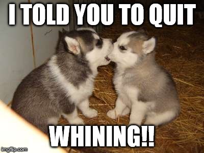 Cute Puppies Meme | I TOLD YOU TO QUIT WHINING!! | image tagged in memes,cute puppies | made w/ Imgflip meme maker