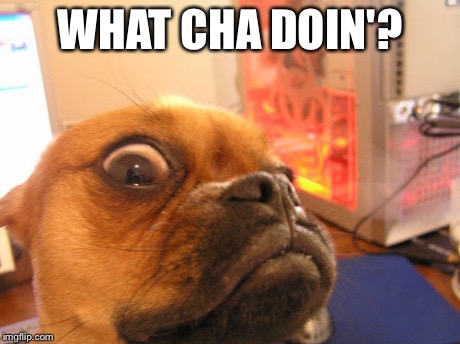 WHAT CHA DOIN'? | image tagged in dog | made w/ Imgflip meme maker