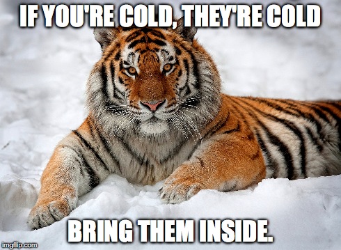 Now THAT'S a cat! | IF YOU'RE COLD, THEY'RE COLD BRING THEM INSIDE. | image tagged in snow,inside,cold | made w/ Imgflip meme maker