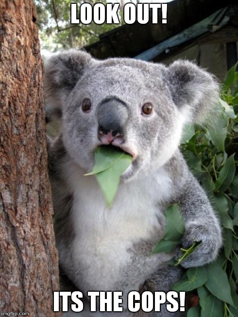 Surprised Koala | LOOK OUT! ITS THE COPS! | image tagged in memes,surprised koala | made w/ Imgflip meme maker