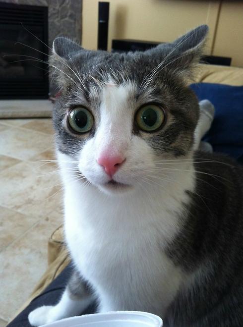 Shocked Cat Meme Wallpaper