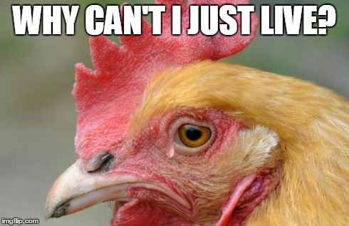 Sad Chicken | WHY CAN'T I JUST LIVE? | image tagged in sad chicken | made w/ Imgflip meme maker