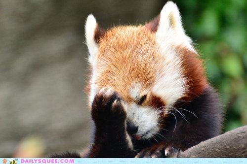 High Quality Redpanda Facepalm Blank Meme Template