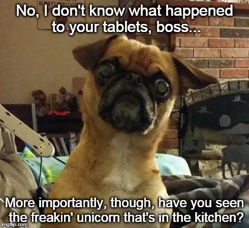 Unicorns | No, I don't know what happened to your tablets, boss... More importantly, though, have you seen the freakin' unicorn that's in the kitchen? | image tagged in suprised dog,funny,memes | made w/ Imgflip meme maker