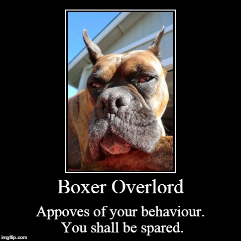 Overlord | image tagged in funny,demotivationals,dogs,overlord | made w/ Imgflip demotivational maker