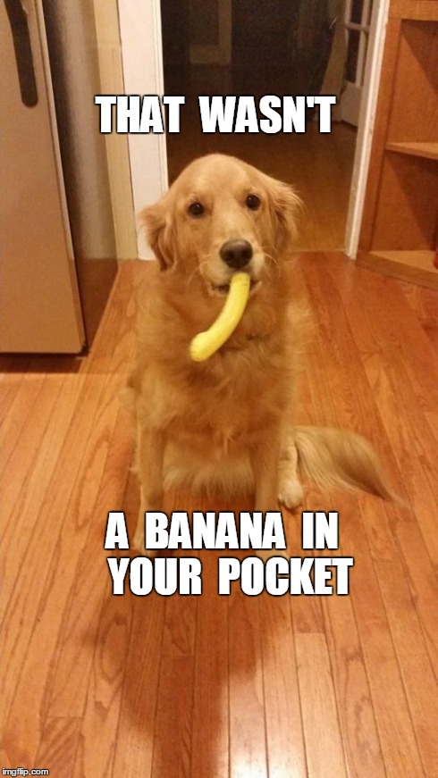 DildoDog | THAT  WASN'T A  BANANA  IN  YOUR  POCKET | image tagged in dildodog,dog,banana,toy | made w/ Imgflip meme maker
