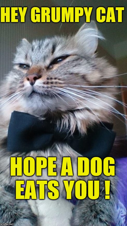 jelly'bear tux  | HEY GRUMPY CAT HOPE A DOG EATS YOU ! | image tagged in jelly'bear tux | made w/ Imgflip meme maker