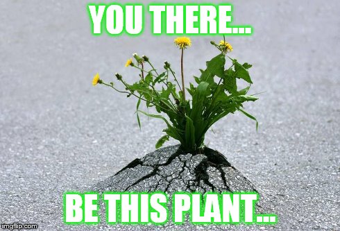plant vs life | YOU THERE... BE THIS PLANT... | image tagged in inspirational | made w/ Imgflip meme maker