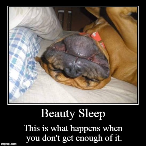 Beauty Sleep | image tagged in funny,demotivationals,dog,dogs | made w/ Imgflip demotivational maker