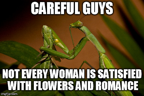 mantis love | CAREFUL GUYS NOT EVERY WOMAN IS SATISFIED WITH FLOWERS AND ROMANCE | image tagged in love,mantis,valentine's day,valentines,romance | made w/ Imgflip meme maker