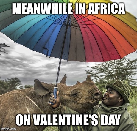 Valentine's Day | MEANWHILE IN AFRICA ON VALENTINE'S DAY | image tagged in africa,sexually oblivious rhino,valentines,valentine's day,valentine,love | made w/ Imgflip meme maker