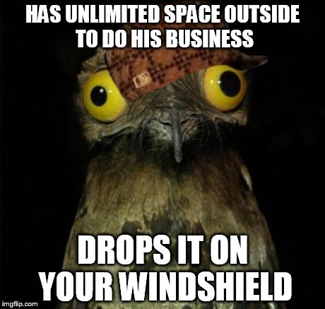 HAS UNLIMITED SPACE OUTSIDE TO DO HIS BUSINESS DROPS IT ON YOUR WINDSHIELD | image tagged in weird stuff i do potoo,scumbag | made w/ Imgflip meme maker