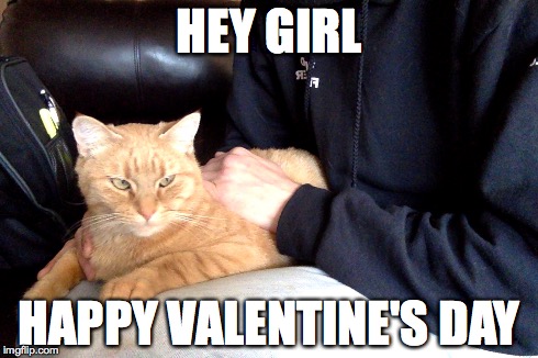 Buck Hole | HEY GIRL HAPPY VALENTINE'S DAY | image tagged in cats,valentine's day,kitty,meow,funny,funny cat | made w/ Imgflip meme maker