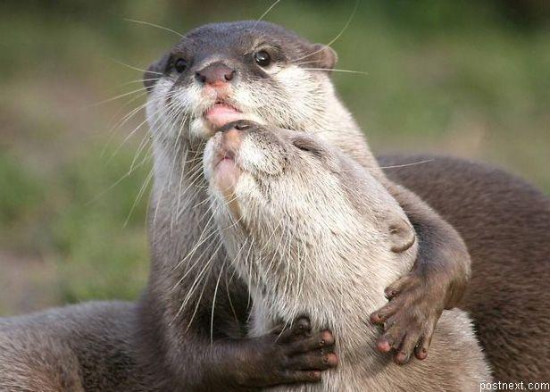 Significant Otters Blank Meme Template