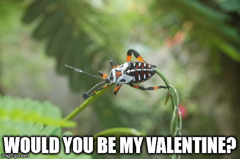 WOULD YOU BE MY VALENTINE? | image tagged in killing beauty | made w/ Imgflip meme maker