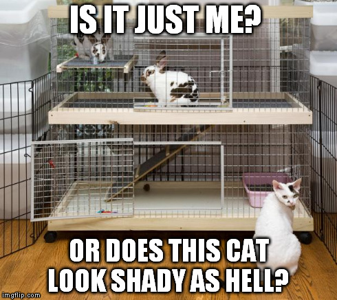 Cute bunnies...shady Cat. | IS IT JUST ME? OR DOES THIS CAT LOOK SHADY AS HELL? | image tagged in cats,funny,too funny,shady,bunnies,cute | made w/ Imgflip meme maker