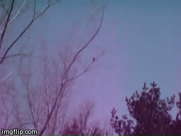 This bird obviously took drugs | image tagged in gifs,birdfail,dammit | made w/ Imgflip video-to-gif maker
