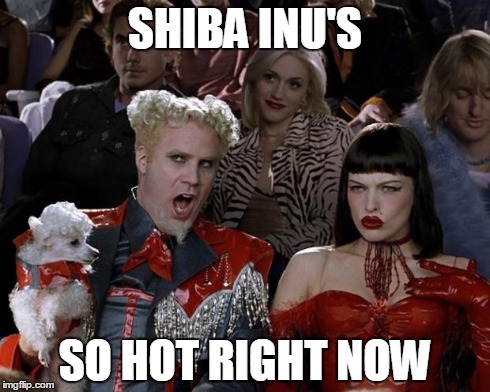 Mugatu So Hot Right Now | SHIBA INU'S SO HOT RIGHT NOW | image tagged in memes,mugatu so hot right now | made w/ Imgflip meme maker