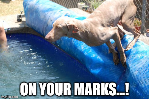 ON YOUR MARKS...! | image tagged in ready,dogs | made w/ Imgflip meme maker