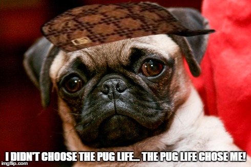The Pug Life | I DIDN'T CHOOSE THE PUG LIFE...THE PUG LIFE CHOSE ME! | image tagged in memes,pugs,lol,funny memes,funny,funny animals | made w/ Imgflip meme maker
