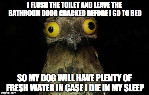 Weird Stuff I Do Potoo | I FLUSH THE TOILET AND LEAVE THE BATHROOM DOOR CRACKED BEFORE I GO TO BED SO MY DOG WILL HAVE PLENTY OF FRESH WATER IN CASE I DIE IN MY SLEE | image tagged in memes,weird stuff i do potoo,AdviceAnimals | made w/ Imgflip meme maker