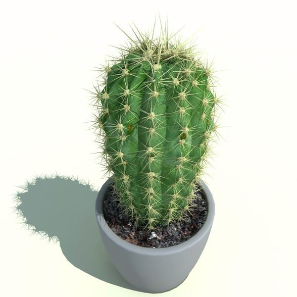 High Quality Cactus Blank Meme Template