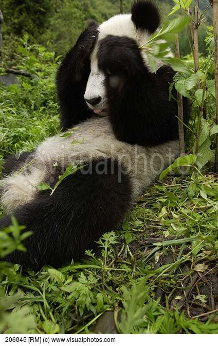 exasperated panda Blank Meme Template