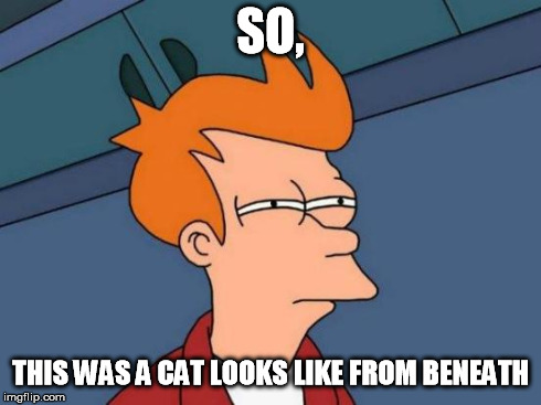 Futurama Fry Meme | SO, THIS WAS A CAT LOOKS LIKE FROM BENEATH | image tagged in memes,futurama fry | made w/ Imgflip meme maker
