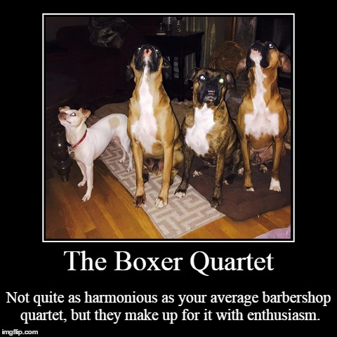 Quartets | image tagged in funny,demotivationals,dogs | made w/ Imgflip demotivational maker