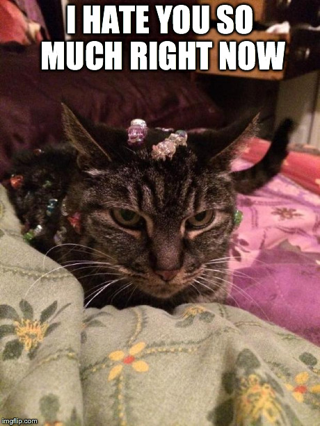 I HATE YOU SO MUCH RIGHT NOW | image tagged in mad cat | made w/ Imgflip meme maker