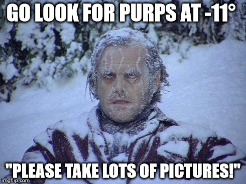 Jack Nicholson The Shining Snow Meme | GO LOOK FOR PURPS AT -11° "PLEASE TAKE LOTS OF PICTURES!" | image tagged in memes,jack nicholson the shining snow | made w/ Imgflip meme maker