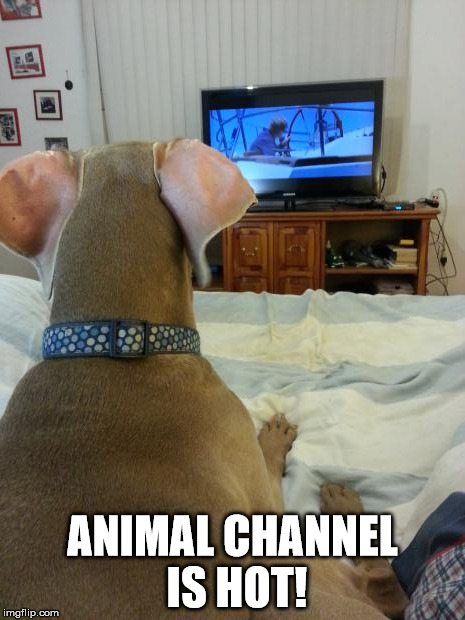 ANIMAL CHANNEL IS HOT! | image tagged in doggie tv | made w/ Imgflip meme maker