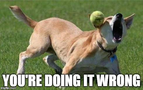 YOU'RE DOING IT WRONG | image tagged in tennis ball dog | made w/ Imgflip meme maker