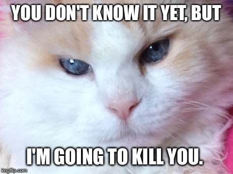 Minion of the Anti-Christ  | YOU DON'T KNOW IT YET, BUT I'M GOING TO KILL YOU. | image tagged in funny cat | made w/ Imgflip meme maker