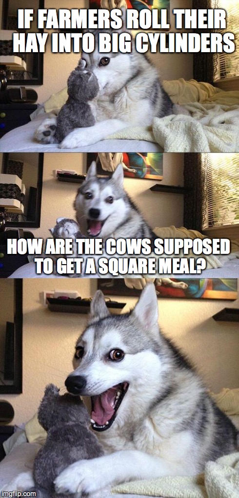 Bad Pun Dog | IF FARMERS ROLL THEIR HAY INTO BIG CYLINDERS HOW ARE THE COWS SUPPOSED TO GET A SQUARE MEAL? | image tagged in memes,bad pun dog | made w/ Imgflip meme maker