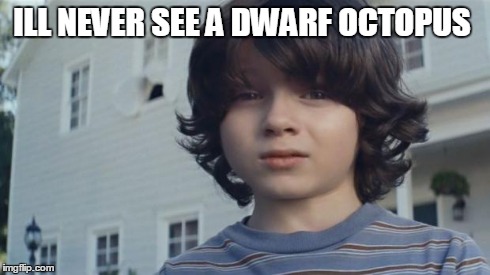 nation wide your kid died | ILL NEVER SEE A DWARF OCTOPUS | image tagged in nation wide your kid died | made w/ Imgflip meme maker