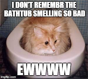 WRONG BATHTUB | I DON'T REMEMBR THE BATHTUB SMELLING SO BAD EWWWW | image tagged in cats are dumb | made w/ Imgflip meme maker