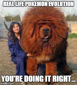 Pokemon Evolution | REAL LIFE POKEMON EVOLUTION YOU'RE DOING IT RIGHT... | image tagged in big red dog,pokemon | made w/ Imgflip meme maker